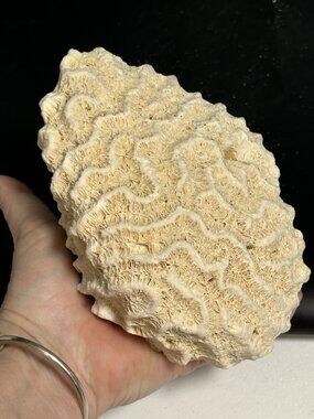 Brain Coral Specimen Fossil 6.5"x4"  Reef Marine Sea Ocean  Home Decor 1 lb 9 oz